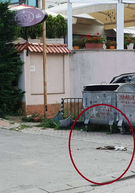 Гнус в Бояна! Премазана котка се разлага пред ресторант "Проя", на персонала не му дреме 