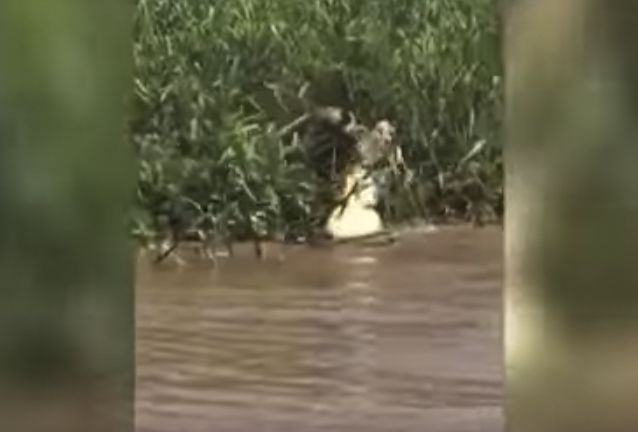 Ягуар и алигатор влязоха в зрелищна битка под водата (ВИДЕО)