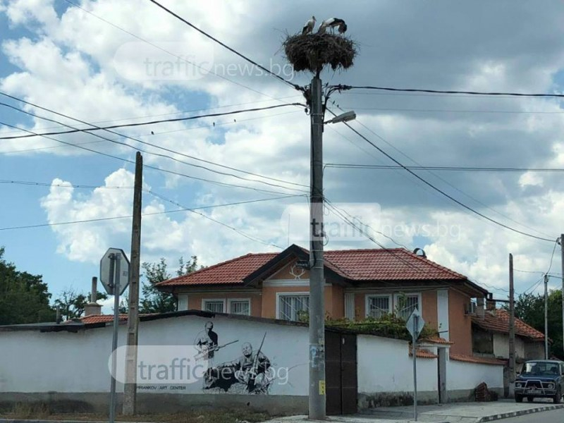 Волтова дъга уби над 50 бели щъркела