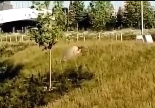 Двойка се отдаде на бурен секс посред бял ден на метри от Кремъл (ВИДЕО 18+)