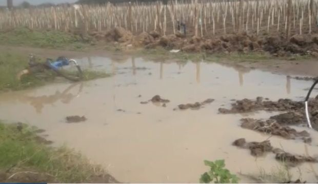 Ще поскъпне ли виното заради градушките и дъждовете? (ВИДЕО)