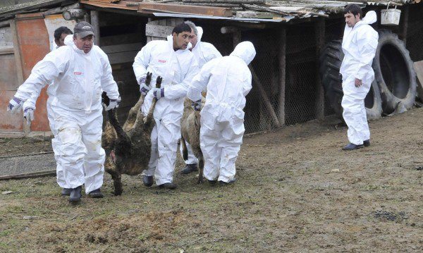 БАБХ ще възложи диагностиката на взетите проби за чума на лаборатории в ЕС