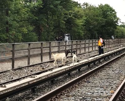 Метрото в Ню Йорк спря, причината ще ви шокира (СНИМКА)