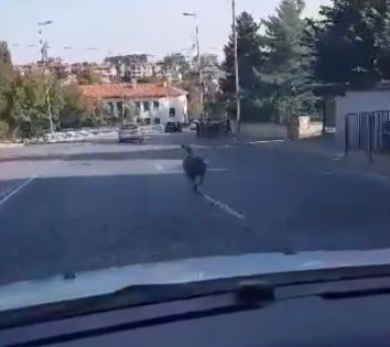 Бягството от Байрама: Касапи преследват овца по улиците на Хасково (ВИДЕО)
