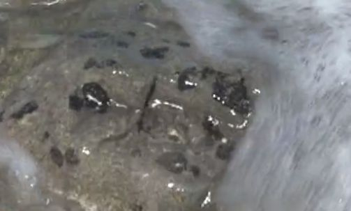 Топчета мазут се появиха и на плажа "Корал"