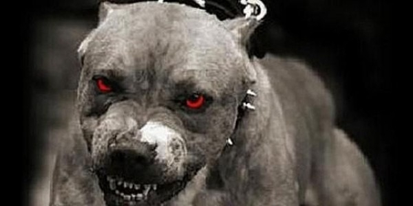 Зловещо! Домашен питбул подивя и нахапа главата на малко дете
