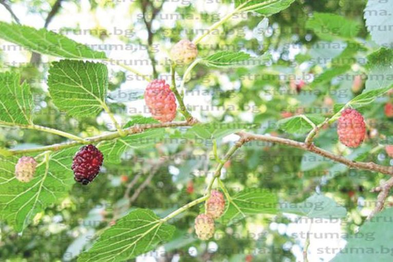 Невиждани в цяла България целебни дръвчета, израснаха в струмянишко село с трима жители! (СНИМКИ)