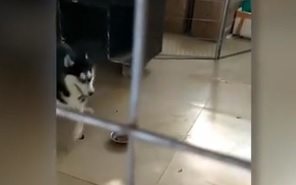 Голям смях! Потребители се подиграват на това страхливо куче (ВИДЕО)