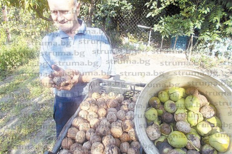 Стопанин от Кресна се похвали с орехи колкото електрически крушки (СНИМКИ)