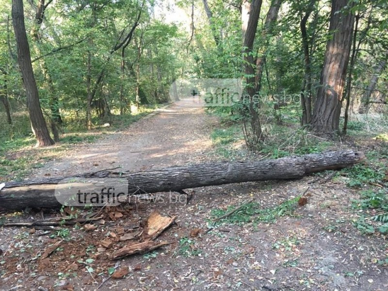 Голяма опасност дебне пловдивчани в парка "Лаута" (СНИМКИ)