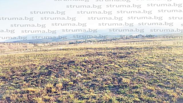 Диви прасета сътвориха голяма пакост покрай предстоящия рокфест в Дъбрава (СНИМКИ)