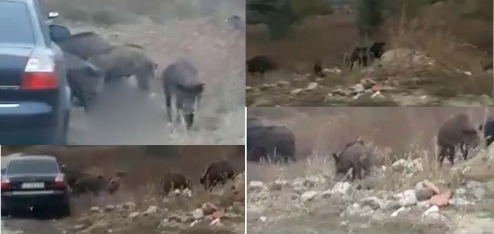 Десетки гладни глигани обикалят край кърджалийско село (ВИДЕО)
