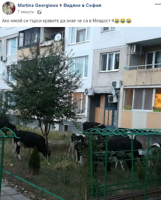 Само в БЛИЦ! Мрежата подивя заради СНИМКА, направена в столичен квартал 