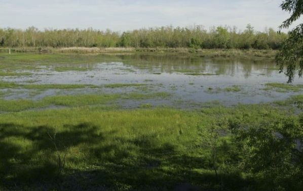 Смразяваща кръвта находка в блатиста местност край Първомай