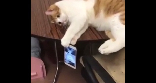 Тази игрива котка е звезда в мрежата и има защо (ВИДЕО)