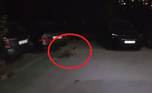 Само в БЛИЦ! По тъмна доба опасно животно броди из столичен квартал (СНИМКИ)