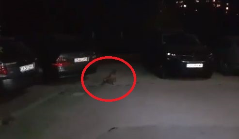 Само в БЛИЦ! По тъмна доба опасно животно броди из столичен квартал (СНИМКИ)