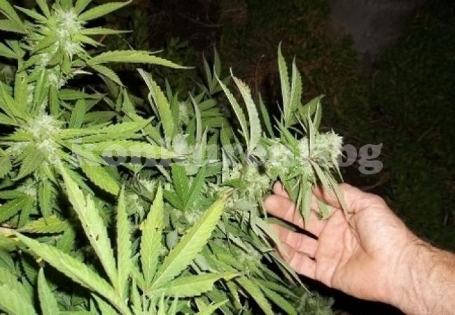 В Дивия Северозапад: Спипаха селски кмет и общинар да берат канабис 