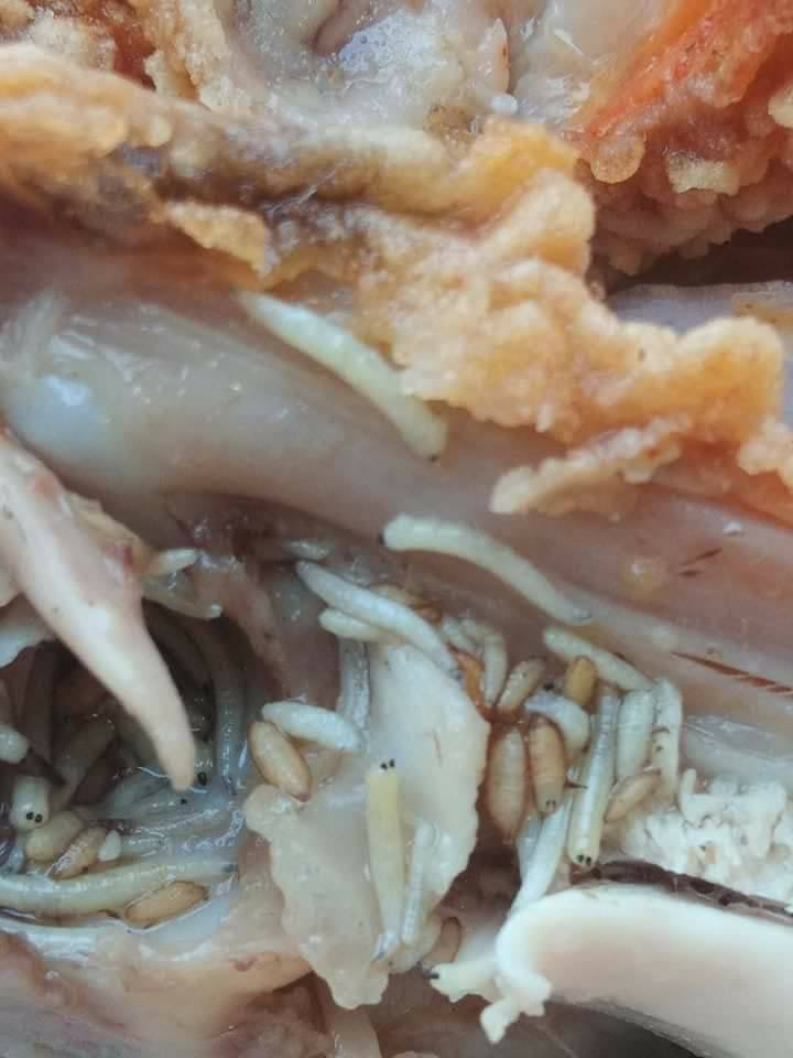 Мрежата изпадна в ужас от тези гнусни СНИМКИ 18+ на пилешко от KFC