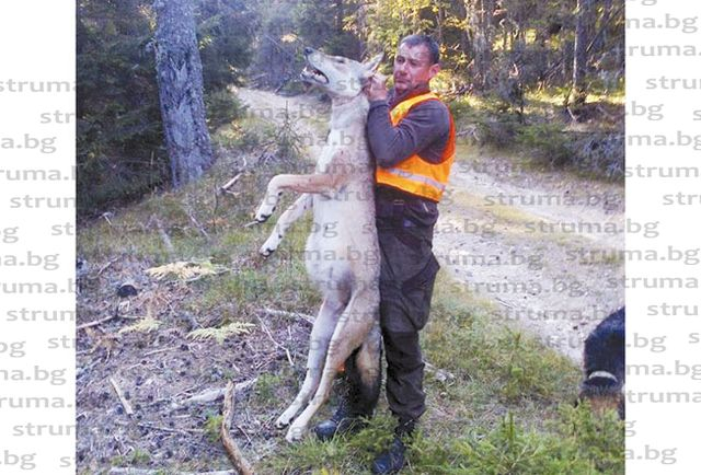В местността Беслет Георги застреля 70-килограмово чудовище (СНИМКИ)