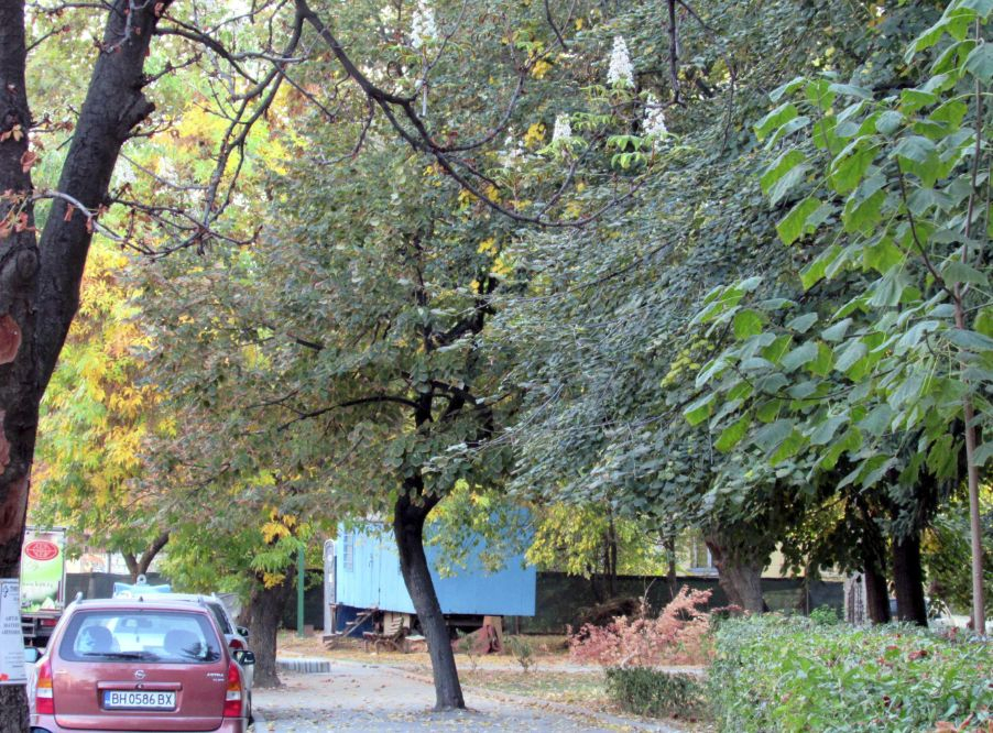Природата се чална, а хората притеснено се питат: чака ли ни люта зима? (СНИМКИ)