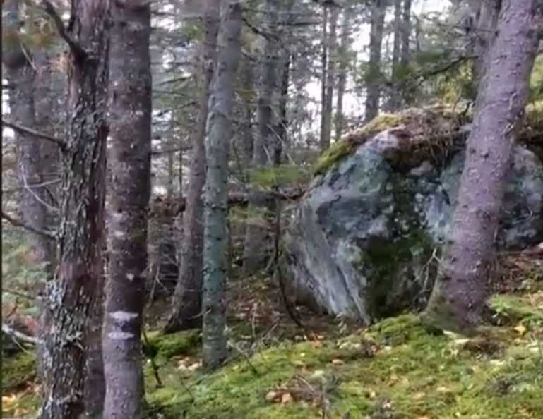 Свръхестествено: Заснеха на ВИДЕО дишаща гора в Канада