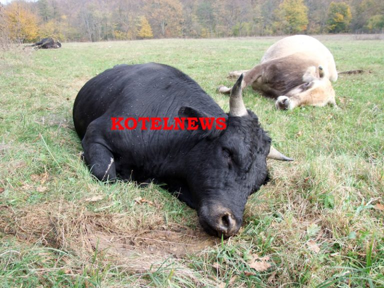 Тъжна гледка в Котел! 10 крави унищожиха царевичен блок и умряха в мъки (СНИМКИ/ВИДЕО 18+)