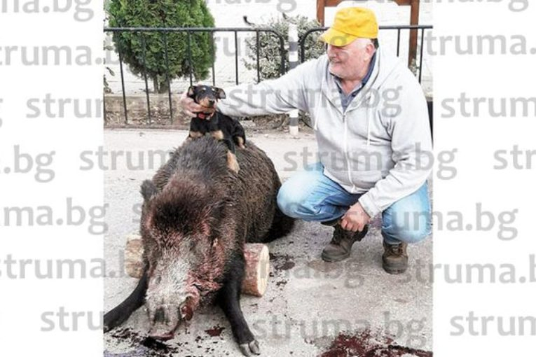 Петмесечната териерка Тара спаси хората от село Лешко от набезите на 250-килограмотово страшилище Ванчо (СНИМКИ)