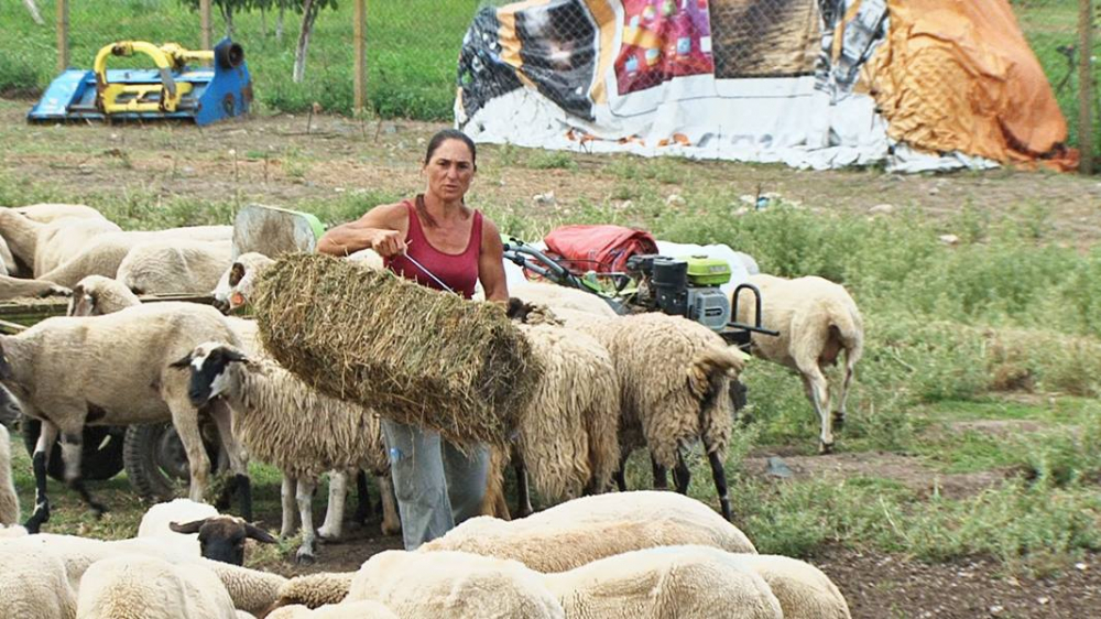 Бедната стопанка Анка от Болярово се уреди с топ адвоката Владимир Шейтанов! Кой плаща?