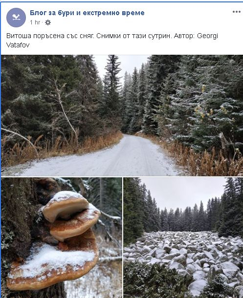 Зимата вилнее с пълна сила! Ето къде вали сняг в момента и вече побеля (СНИМКИ/ВИДЕО)