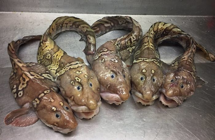 Рибар показа улова си от ужасяващи морски създания (СНИМКИ)
