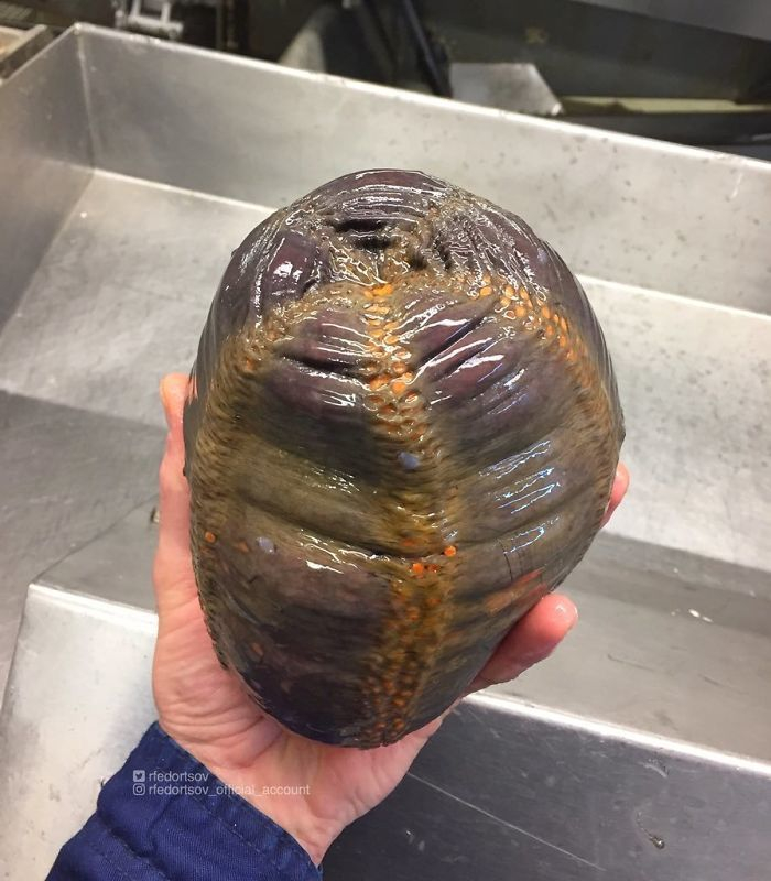 Рибар показа улова си от ужасяващи морски създания (СНИМКИ)