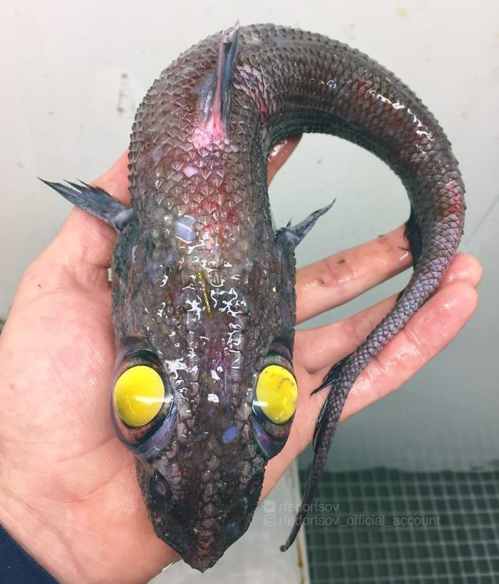 Рибар показа улова си от ужасяващи морски създания (СНИМКИ)