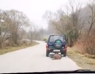 Гневен родител взриви мрежата със скандално ВИДЕО (18+), на което ловци влачат убито животно край Ловеч