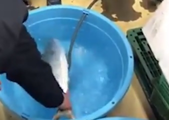 Възможно ли е?! Замразена риба "оживя" в басейн с гореща вода (ВИДЕО)