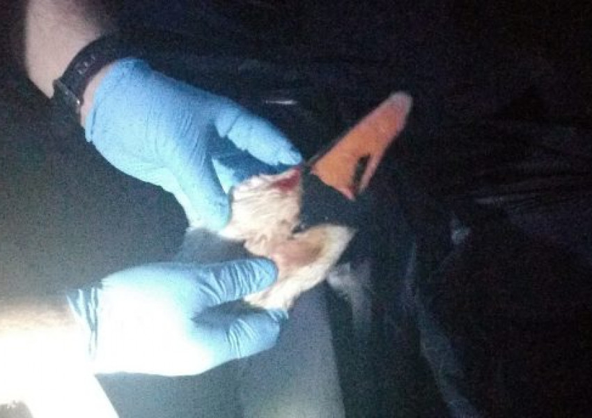 Шок! Застреляха семейство лебеди, защото са собственост на Кралицата