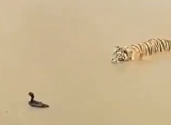 Забавно в БЛИЦ! Социалните мрежи полудяха по това ВИДЕО с патица и тигър