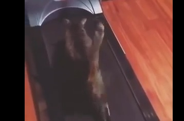 Смях! Котка се опитва да легне на бягаща пътека (ВИДЕО)