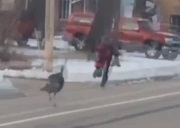Голям смях! Ученик бяга от агресивна пуйка (ВИДЕО)