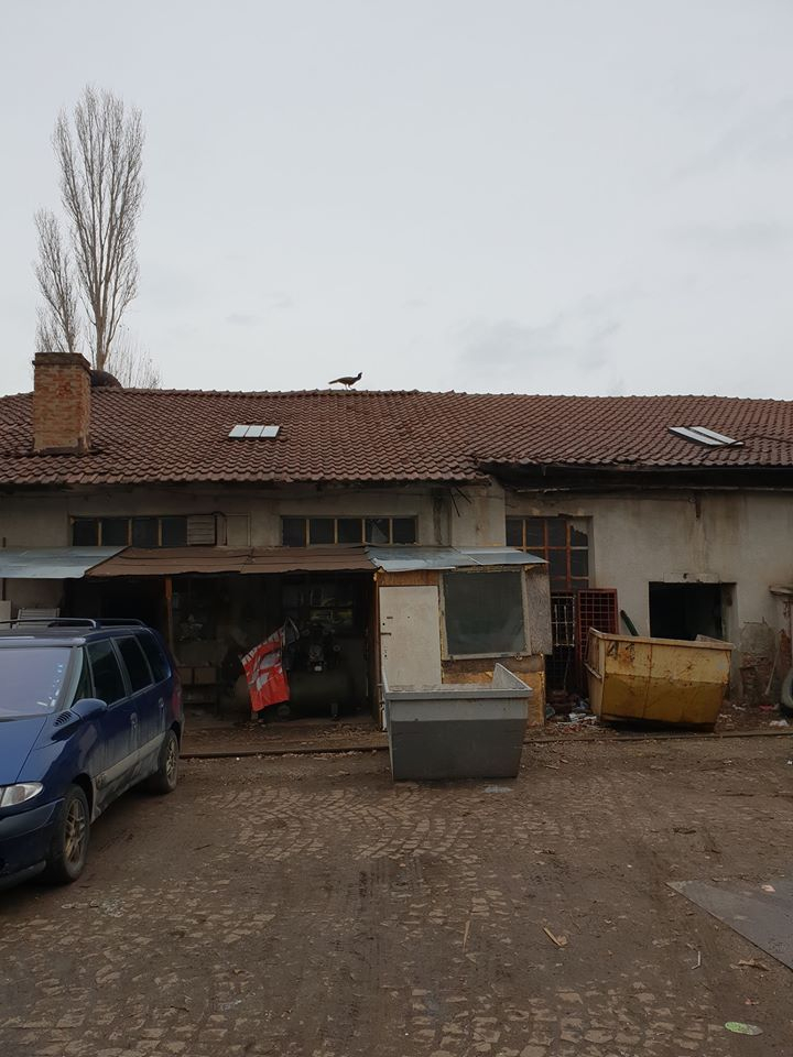 Само в БЛИЦ! Столичани не бяха виждали толкова скъпо животно да се разхожда из руините на Сточна гара! (СНИМКА) 