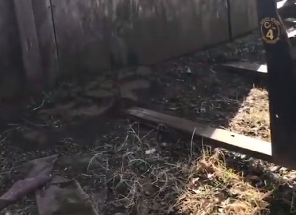 Ужасяващо! Мъж не може да повярва на очите си какво живее под къщата му! (ВИДЕО)