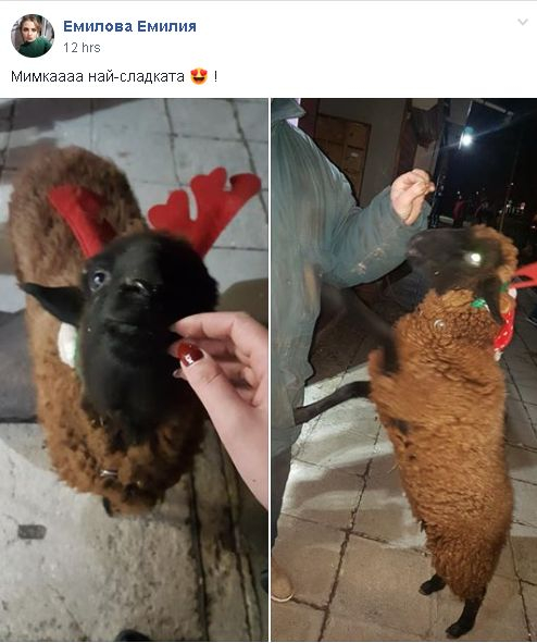 Само в БЛИЦ! Цялата мрежа се чуди какво е това рогато животно в София (СНИМКИ/ВИДЕО)