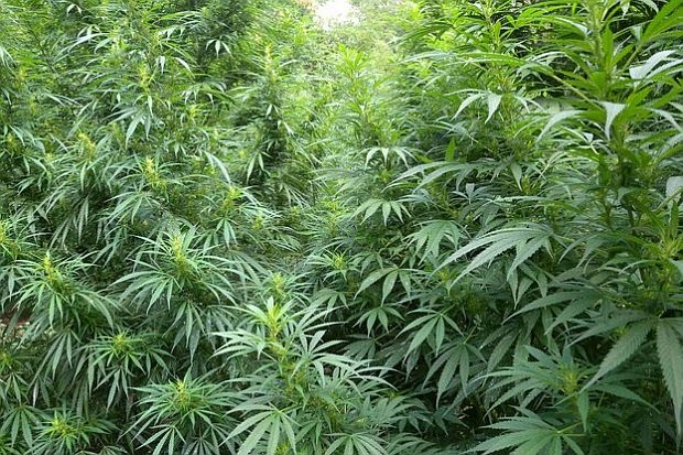 Родопчани вадят по 70 000 евро от дрога в Холандия за месеци?!