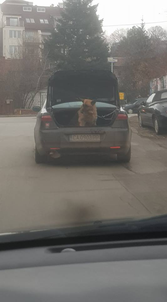 Столичен шофьор се отнесе изключително жестоко с кучето си! Повози го из града, но в... (СНИМКИ)