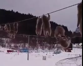 Мрежата полудя заради това ВИДЕО с маймуми