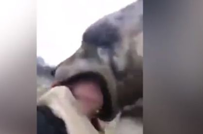 Зловещо ВИДЕО с вълк, който "гълта" главата на младо момиче, взриви мрежата 