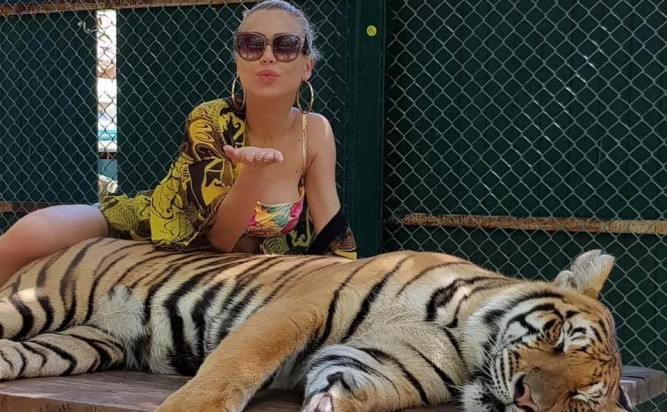 Родна красавица бе нападната от тигър в Тайланд, едва я спасили от лапите на хищника