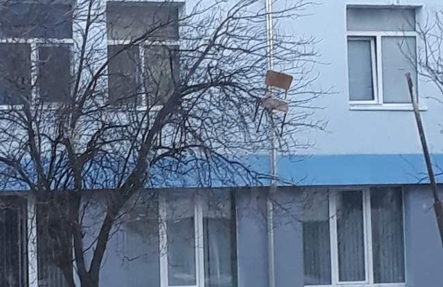 Пловдивчани в шок! Нещо опасно увисна на клон до елитна гимназия (СНИМКА)