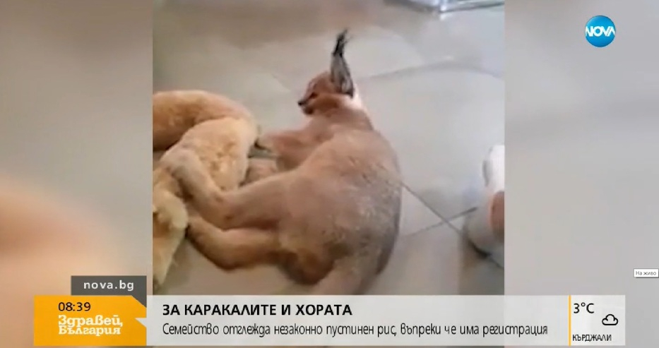 Проговори собственичката на каракала, шашардисал пловдивчани: Сам си е отворил вратата, за да се разходи (СНИМКИ)