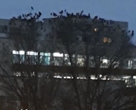 Кошмар по Хичкок в столичния кв. "Люлин"! Черни гарвани държат на нокти майките в квартала (СНИМКА)
